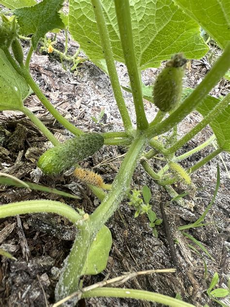 are cucumbers similar to canaloupe